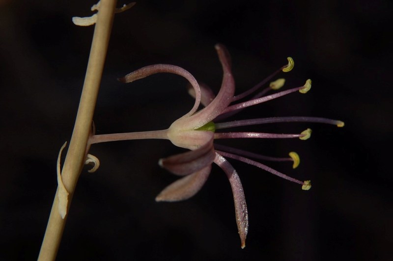 Charybdis undulata / Scilla ondulata